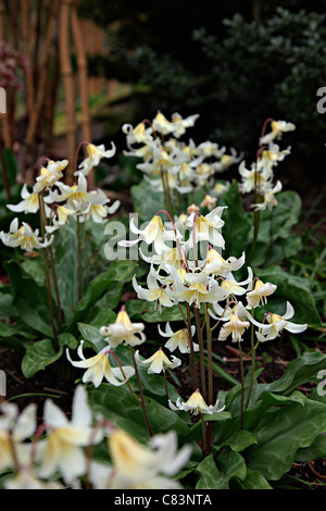 Erythronium californicum "bellezza bianco degli azionisti Foto Stock