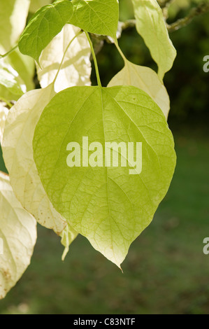 Grandi foglie verde Foto Stock