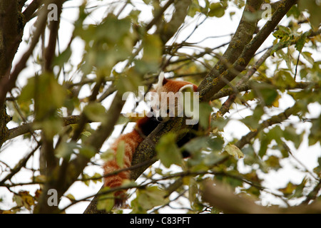 Panda rosso nell'uncino di un ramo appoggiato Foto Stock