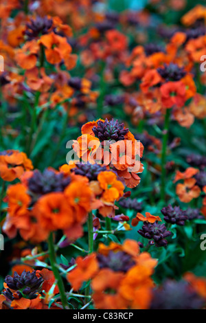 Erysimum "Delizia di albicocche' syn Erysimum "albicocca Twist" Foto Stock