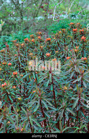 Euphorbia griffithii 'Dixter degli azionisti Foto Stock