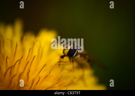 Macro (hoverfly Syrphidae) su un fiore di tarassaco Foto Stock