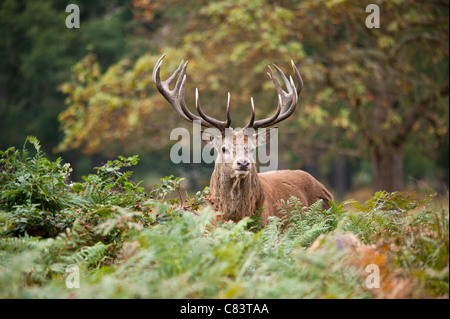 Il cervo (Cervus elaphus) Stag durante la stagione di solchi Foto Stock