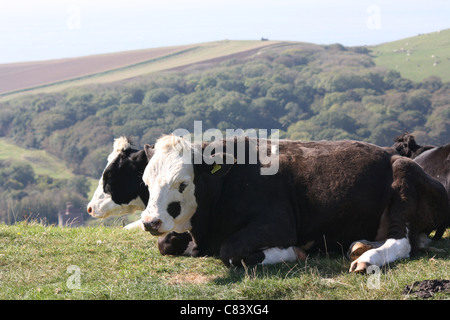 Mucche riposano seduto posizione sulla collina di Purbeck con colline di campagna sullo sfondo. Vacche holstein-friesiane bianche e nere. Ambiente agricolo idealistico. Foto Stock