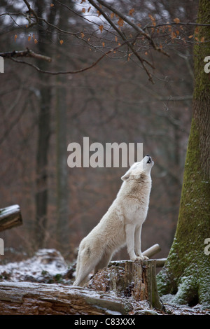 Arctic Wolf nella foresta - ululati / Canis lupus arctos Foto Stock