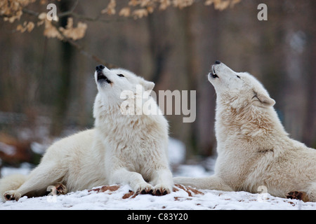 Due Arctic lupi nella neve - ululati / Canis lupus arctos Foto Stock