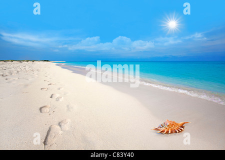 Orme e conchiglia nella sabbia bianca di Boca Grandi beach, Aruba Foto Stock