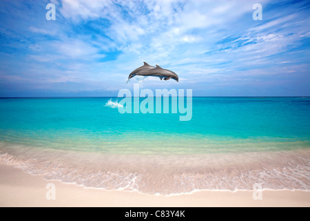 Due delfini il salto nel Mar dei Caraibi Foto Stock