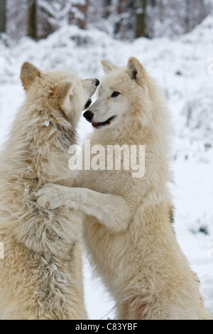 Due Arctic lupi nella neve - lotta / Canis lupus arctos Foto Stock