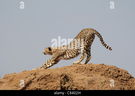 Cheetah - stretching stesso / Acinonyx jubatus Foto Stock