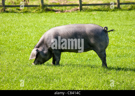 Razza rara Cornish suino nero con la coda a ricciolo Foto Stock