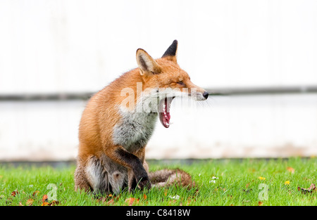 Red Fox sbadigliare mostra ampie ganasce e denti Foto Stock