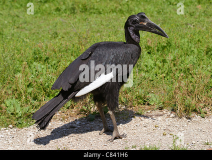 Massa abissino Hornbill / Bucorvus abyssinicus Foto Stock