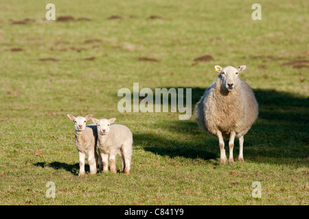 Madre vigile di pecora con coppia di agnelli Foto Stock