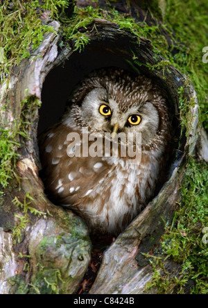 Civetta capogrosso (Aegolinus funereus) guardando fuori dalla sua cavità di nesting Foto Stock