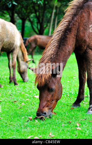 Cavallo di erba di trimming in fattoria Foto Stock