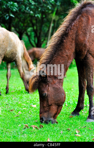 Cavallo di erba di trimming in fattoria Foto Stock