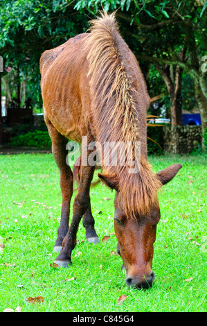 Cavallo di erba di trimming in fattoria Foto Stock