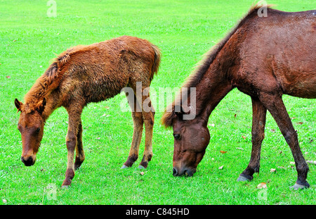 Cavallo di erba di trimming in fattoria Foto Stock