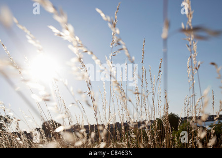 Gli steli di grano contro il cielo blu Foto Stock