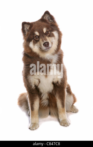 Lapphund finlandese - seduta - tagliare Foto Stock