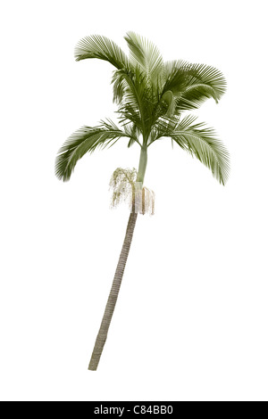 Palm tree isolati su sfondo bianco Foto Stock