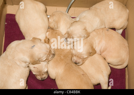 6 a due settimane vecchio golden retriever cuccioli di riposo in box con imbottitura termica (Coperchio rosso) mantenendoli caldi Foto Stock