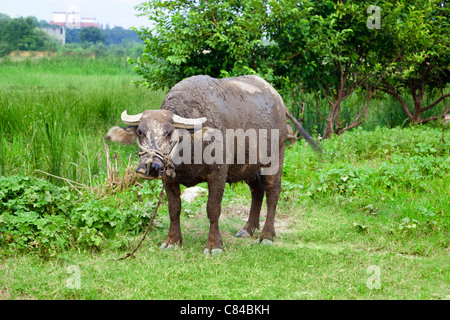 Asian domestico bufalo d'acqua su un pascolo nel sud-est della Cina. Foto Stock