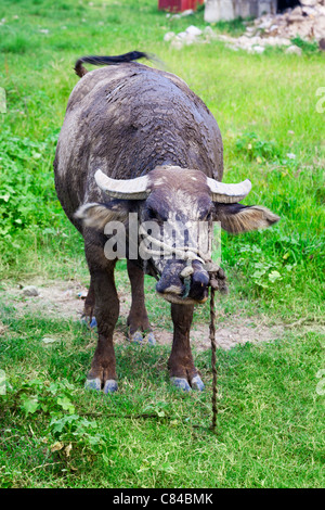 Asian domestico bufalo d'acqua su un pascolo nel sud-est della Cina. Foto Stock