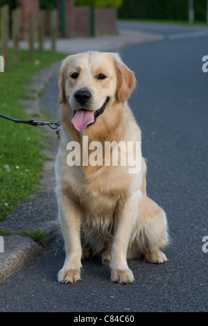 Il duca, Yorkbeach Arenaria, golden retriever, quindici mesi di età, ultima data prima della castrazione e successiva rehoming, seduti su strada Foto Stock