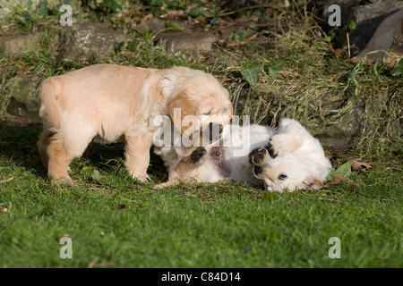 Due golden retriever cuccioli maschi di 7 settimane vecchio vicino al giardino di roccia la riproduzione di wrestling Foto Stock