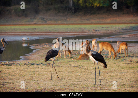 Due giovani sella-fatturati Stork (Ephippiorhynchus senegalensis), Sud Luangwa National Park, Zambia, Africa Foto Stock