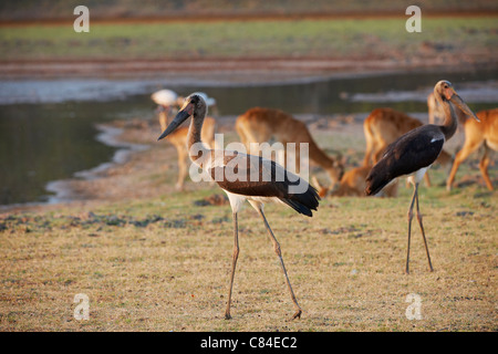 Due giovani sella-fatturati Stork (Ephippiorhynchus senegalensis), Sud Luangwa National Park, Zambia, Africa Foto Stock