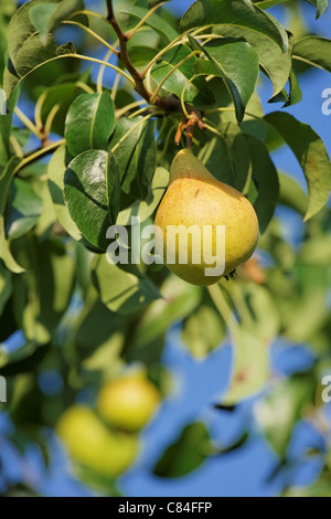 Pera su un albero contro il cielo blu Foto Stock