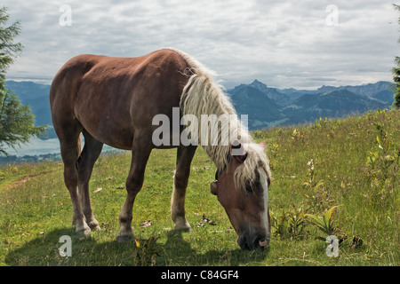 Cavallo ritratto su Zwolferhorn in Austria Foto Stock