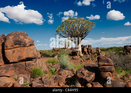 Per Quiver tree forest, Aloe dichotoma, Azienda Agricola Garas, Mesosaurus Sito fossile, Keetmanshoop, Namibia, Africa Foto Stock