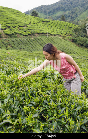 La piantagione di tè, BOH Sungai Palas Tea Break, Cameron Highlands, stato di Perak, Malesia (MR) Foto Stock