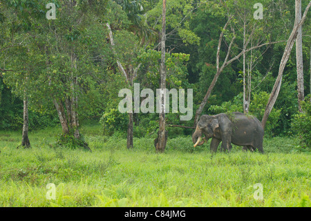 Adulto captive elefante asiatico pascolo nel Gunung Leuser National Park, Indonesia Foto Stock