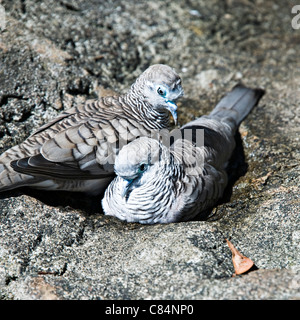 Una coppia di colombe pacifica Australian uccelli nativi in lo Zoo di Taronga Sydney New South Wales AUSTRALIA Foto Stock