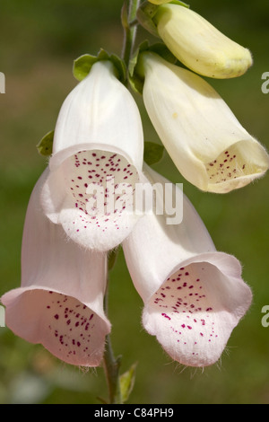 Foxglove bianco (Digitalis purpurea) Foto Stock