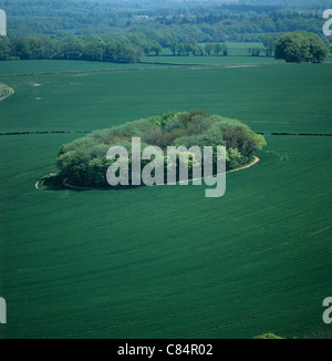 Vista guardando verso il basso su un Immaturo grano raccolto con copse circolare di alberi Foto Stock