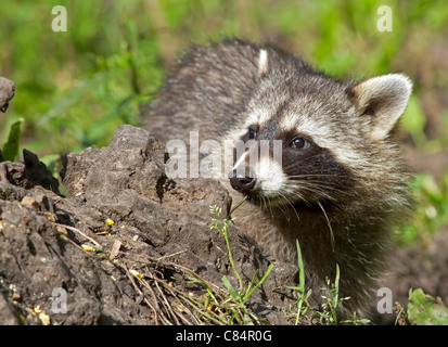Raccoon (Procione lotor)