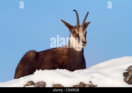 Il camoscio (Rupricapra rupicapra) Foto Stock