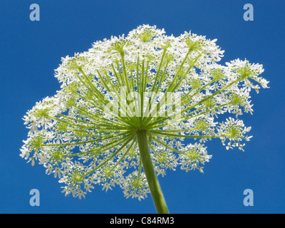 Giant hogweed testa di fiori Foto Stock