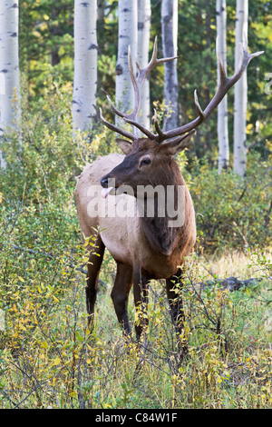 Una matura Bull Elk in atteggiamento rut Foto Stock