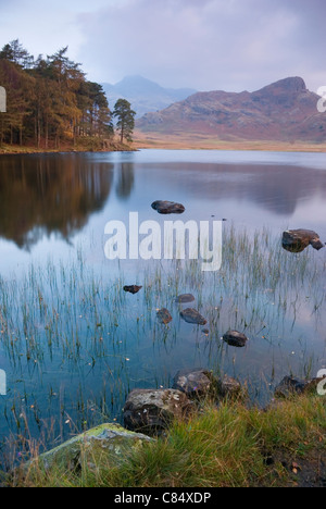 Una Veduta autunnale di The Langdale Pikes, preso all'alba da Blea Tarn nel Parco Nazionale del Distretto dei Laghi. Foto Stock