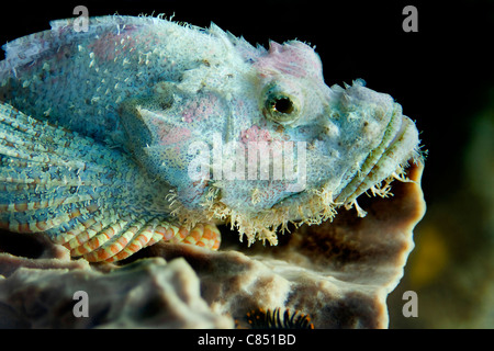 Un barbuto scorfani Al Bida Nok divesite, Thailandia Foto Stock