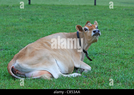 Una mucca in appoggio mentre mooing. Foto Stock