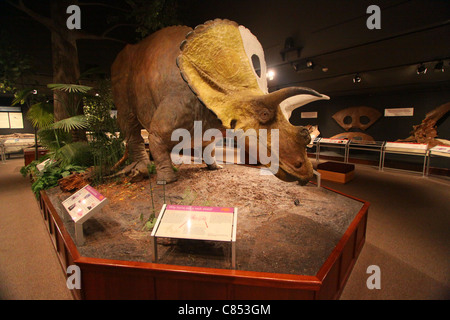 Triceratops esposti nel Museo delle Rockies a Bozeman, Montana Foto Stock