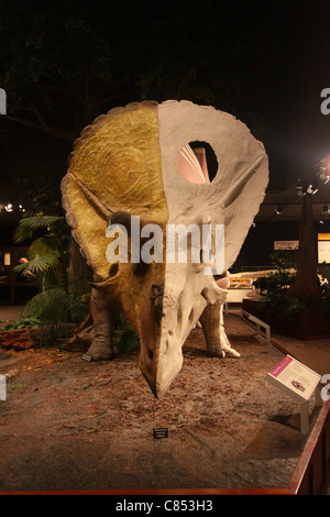 Triceratops esposti nel Museo delle Rockies a Bozeman, Montana Foto Stock